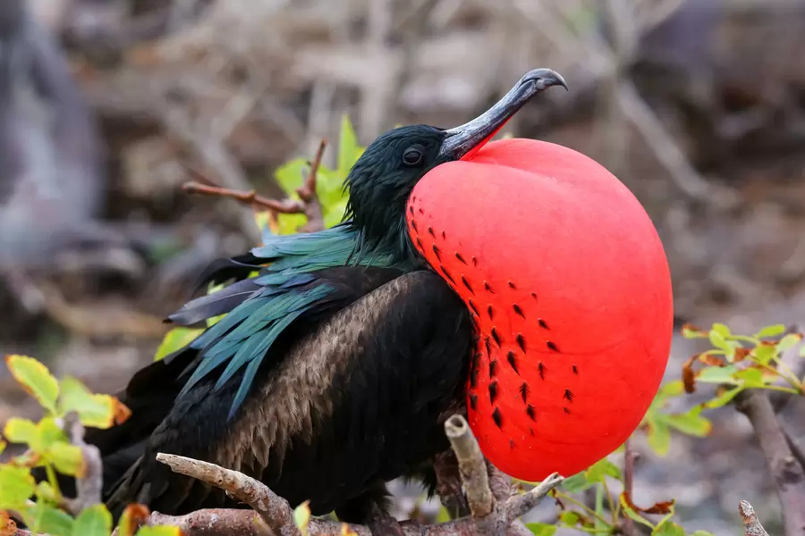 Fregata magnificens