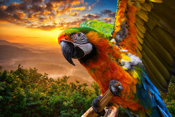 Macaw parrot on the background of sunset