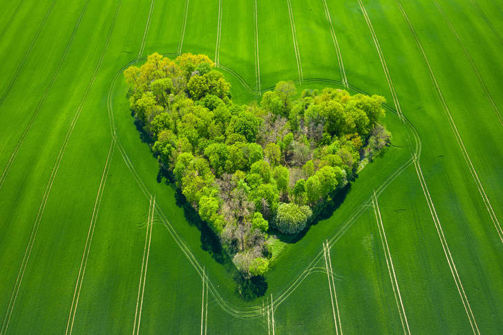 Aerial view of trees in green field