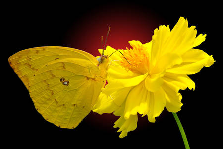 Бабочка лимонница на цветке