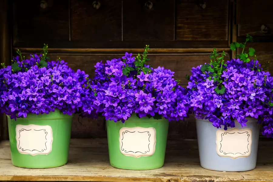 Sinos internos em vasos de flores
