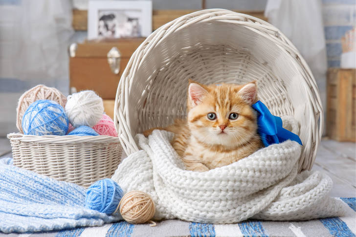 Ginger kitten in a white basket