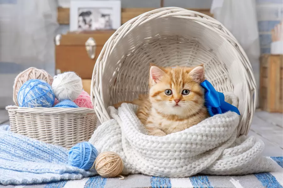 흰색 바구니에 있는 생강 고양이