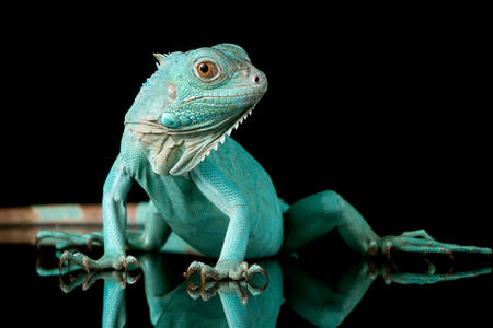 Blue iguana on black background