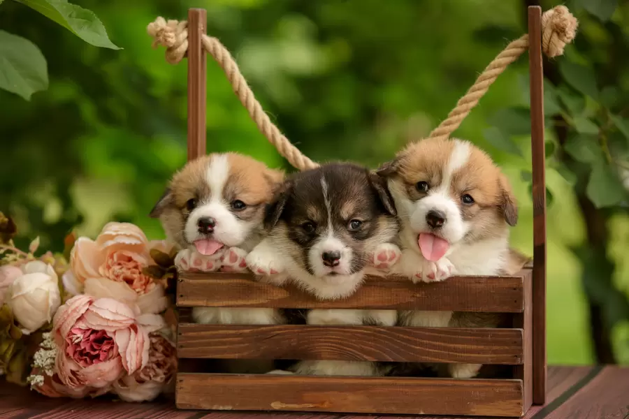 Walesi corgi kutsikad