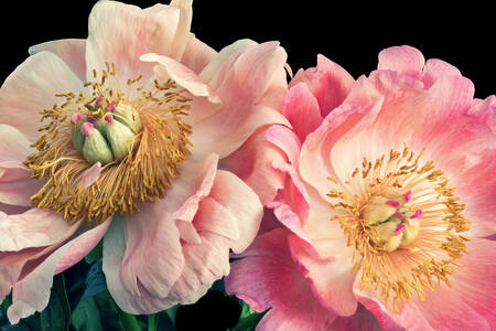 Pink peonies on a black background