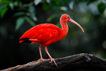 Červený ibis na větvi
