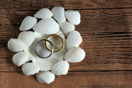 Wedding rings on shells
