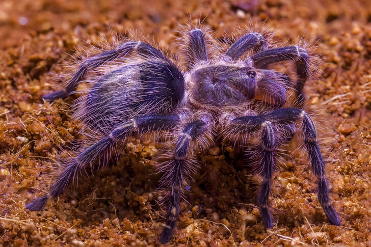 Tarantula