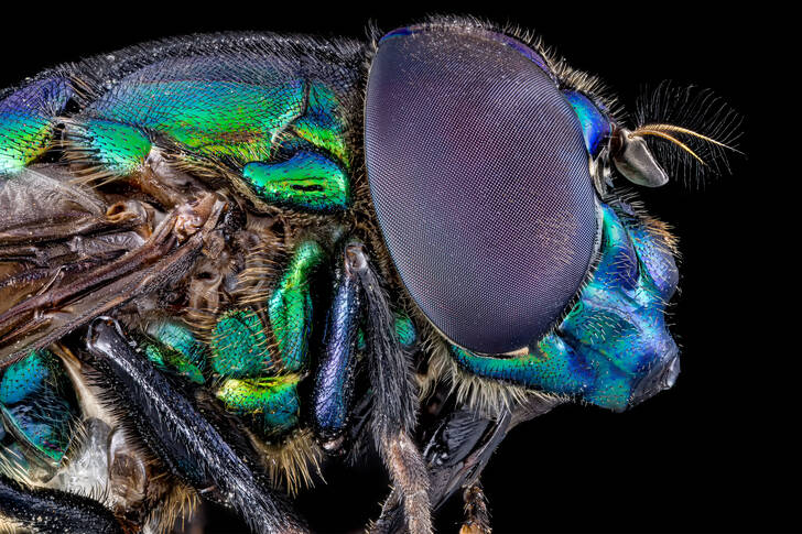 Macro photo of a blue fly
