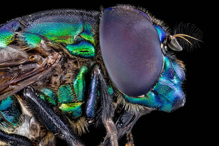 Макро снимка на синя муха