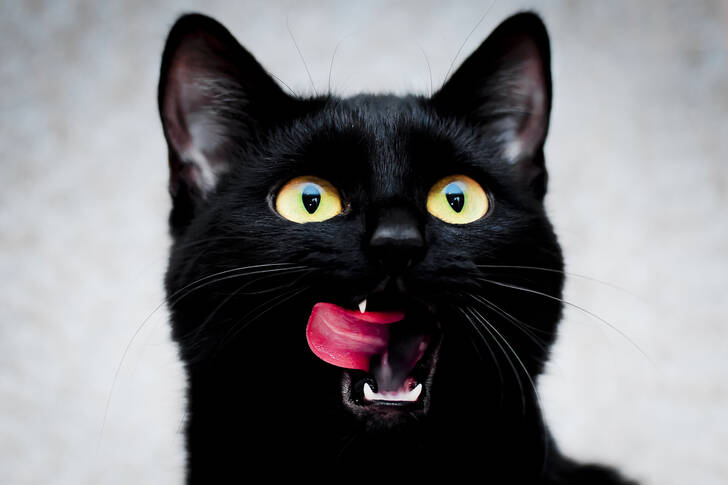 Kara kedi