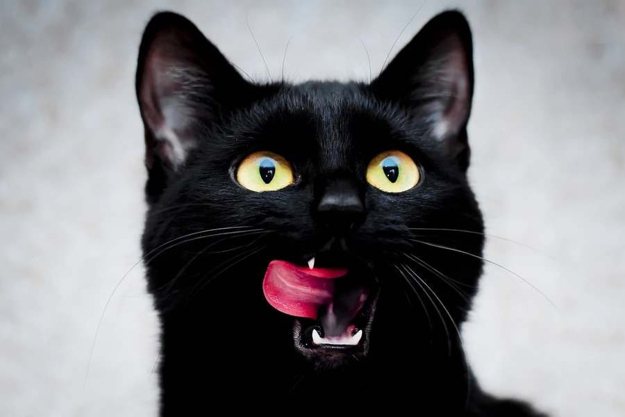 Gato negro
