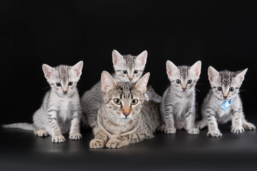 Котка с котенца на черен фон