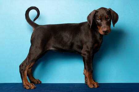 Doberman puppy on a blue background
