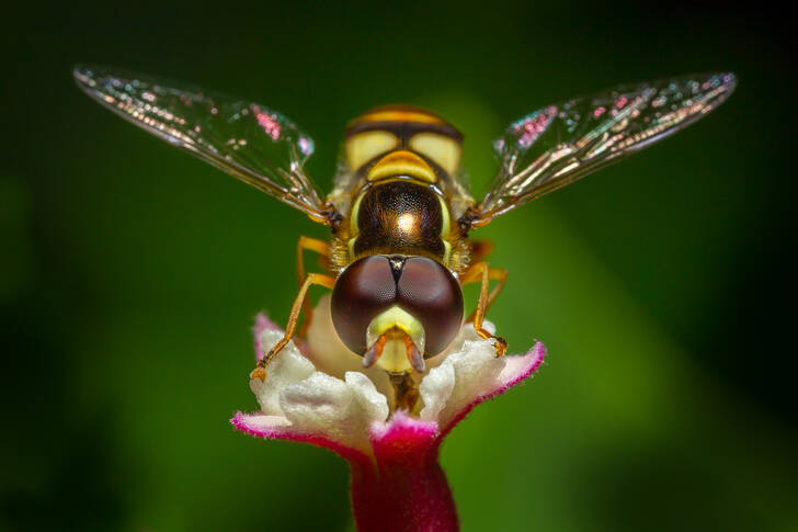 Fliege auf einer Blume