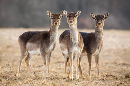 Three fallow deer