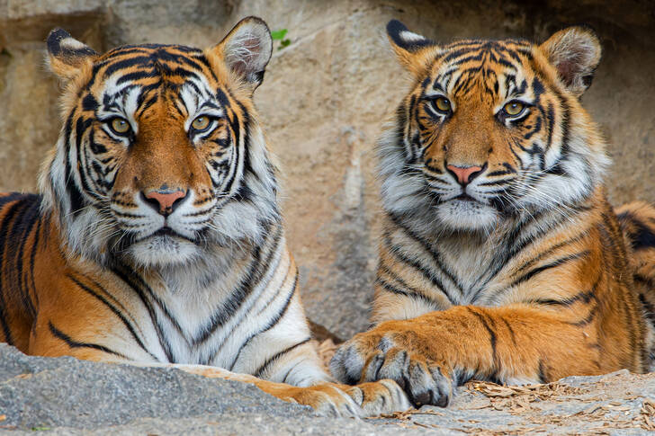 Två tigrar