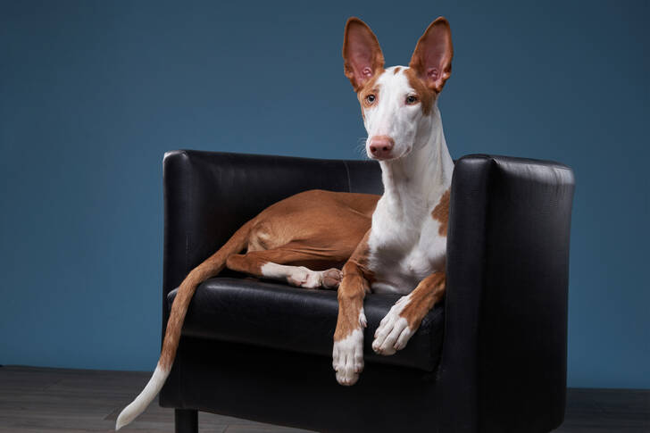 Spanish greyhound on a chair