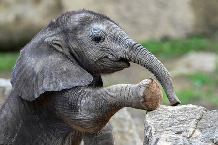 Baby elephant on a stone
