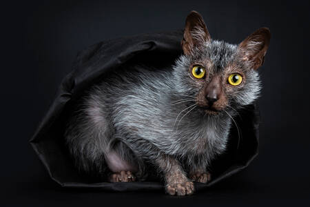 Cat in a black bag