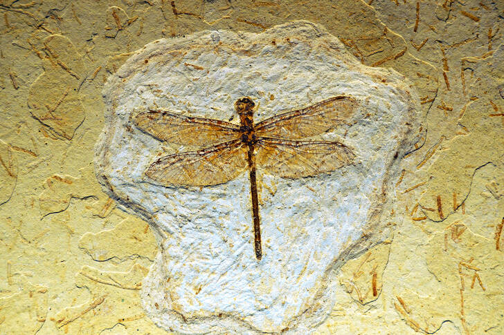 Outline of a dragonfly on a stone