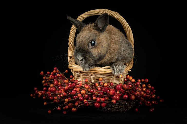 Кролик у кошику