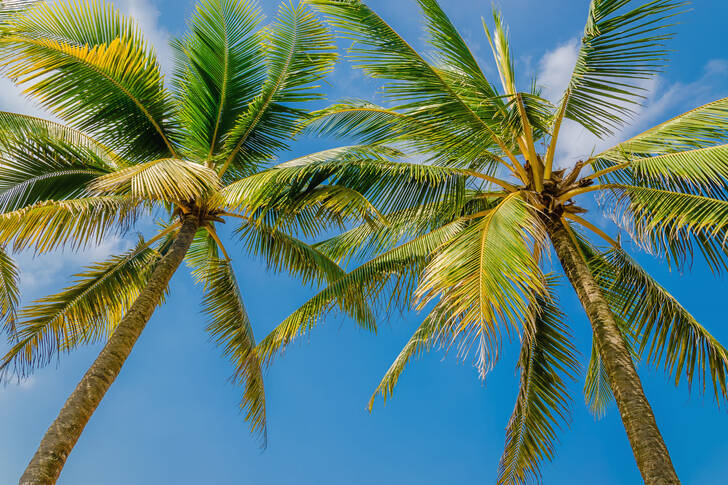 Gökyüzüne karşı palmiye ağaçları