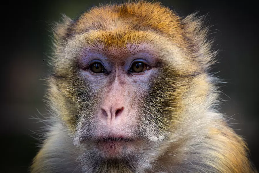 Singe magoth ou berbère