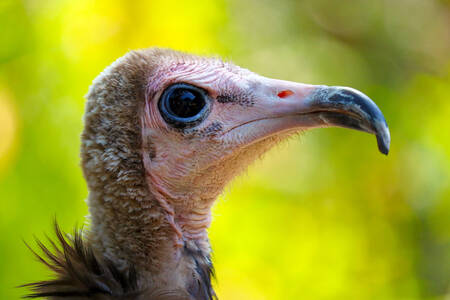 Brown vulture