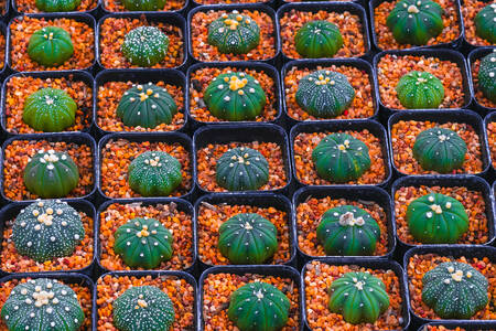 Cactus en pots de fleurs