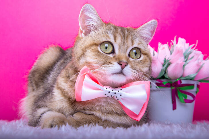 Gatto con un fiocco rosa