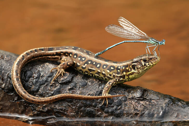 Libellule sur un lézard