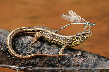 Dragonfly on a lizard