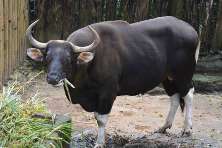 Banteng liar