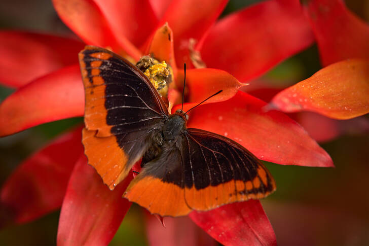 Orange and black butterfly