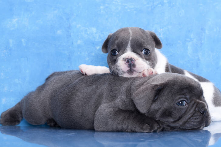 Små bulldogvalper