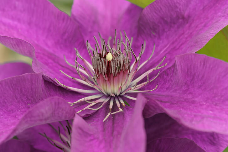Purple clematis