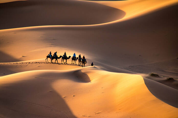 Caravana de camellos entre dunas de arena
