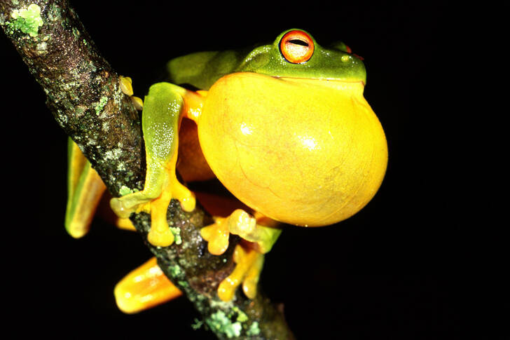 Männlicher Laubfrosch