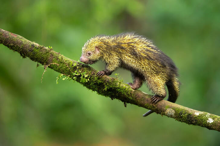 Mexican Hairy Pygmy Porcupine
