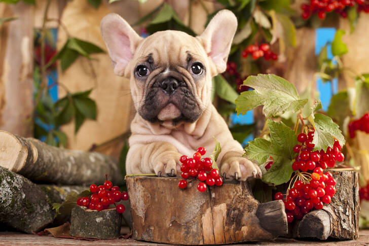French bulldog puppy and viburnum berries