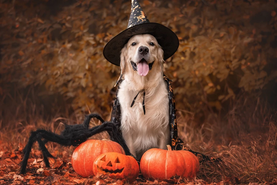 Kultainennoutaja Halloween-puvussa