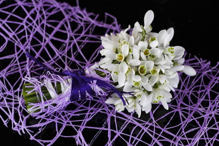 A bouquet of snowdrops on a dark background