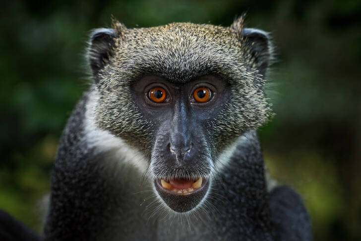 Portret van een blauwe aap