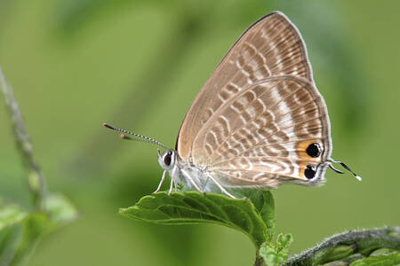 Eksotisk sommerfugl på et grønt blad