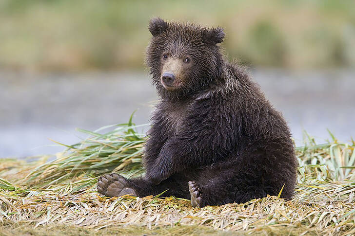 Мечешко на кафява мечка