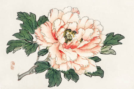 Kōno Bairei: "Różowa róża"