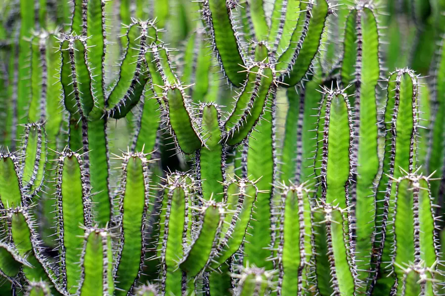 Cacto