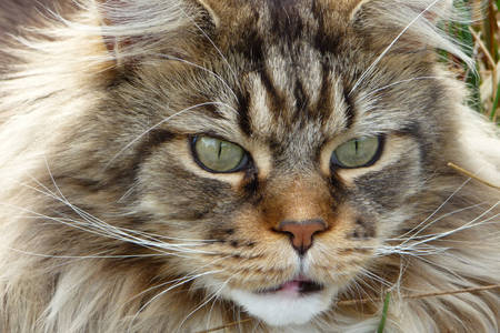 Maine Coon close up